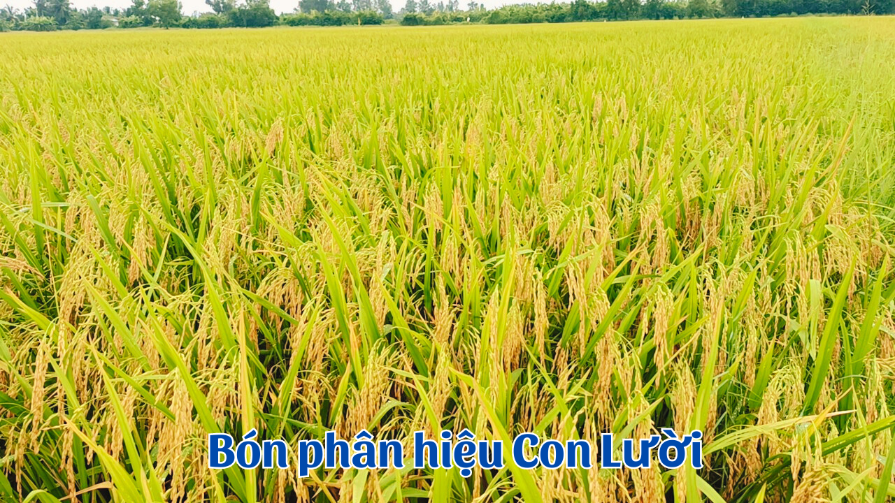 Phân bón hiệu Con Lười, lúa Đài Thơm Tám