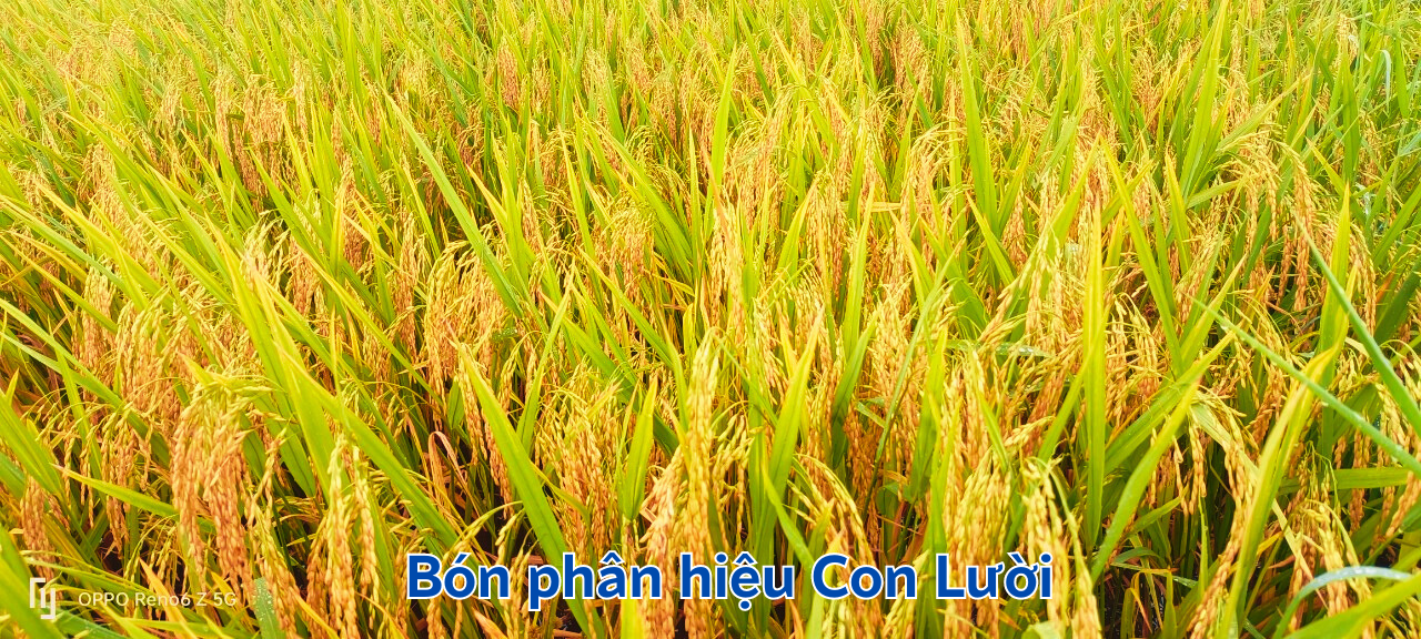 Phân bón hiệu Con Lười, Lúa Đài Thơm Tám