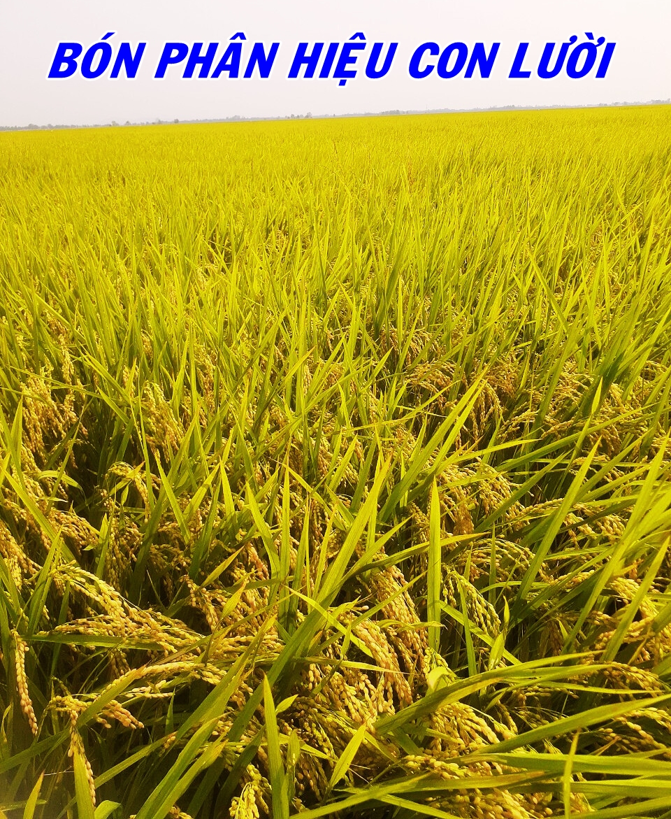 Phân bón hiệu Con Lười F35