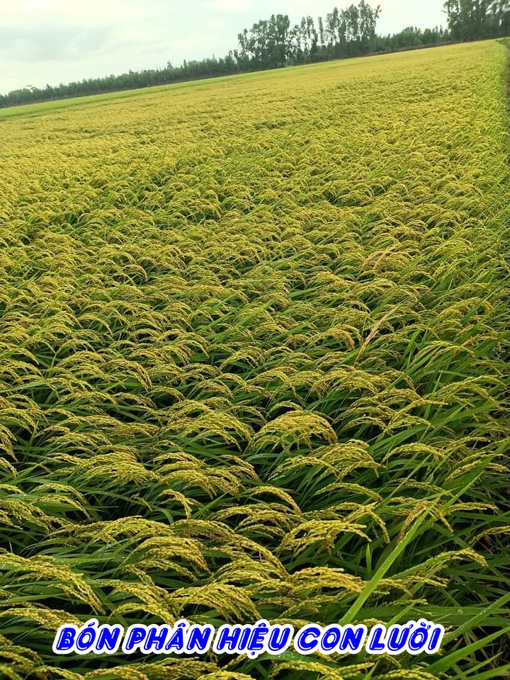 Phân bón hiệu con lười, lúa DS1