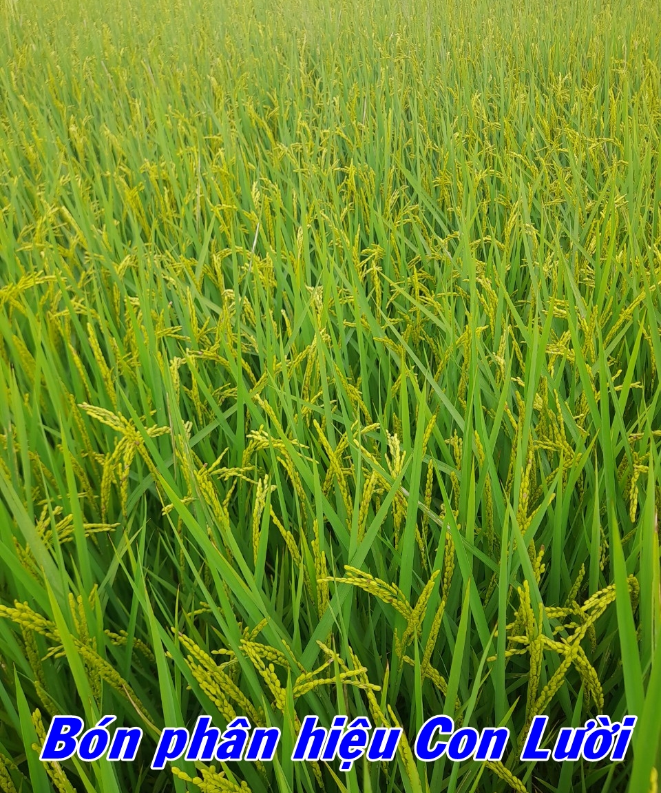 Phân bón hiệu Con Lười, lúa Ds1