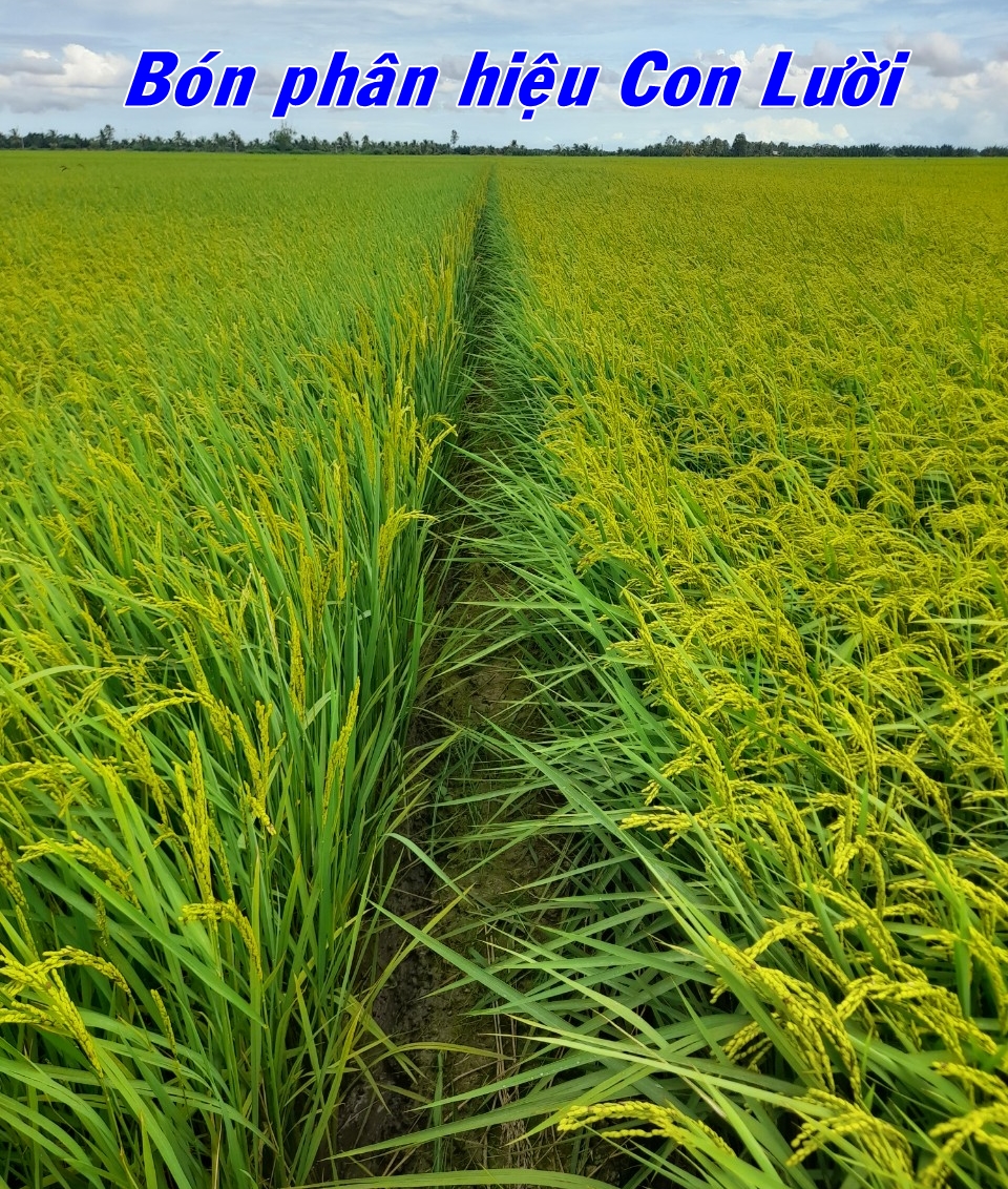 Lúa Ds1, phân bón hiệu Con Lười