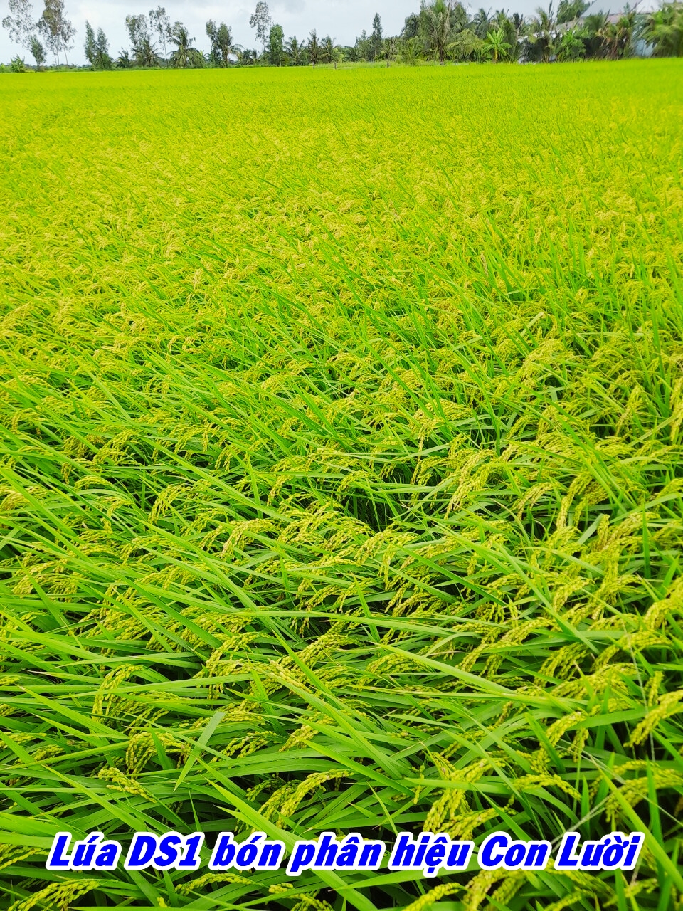 Lúa Ds1, phân bón hiệu Con Lười