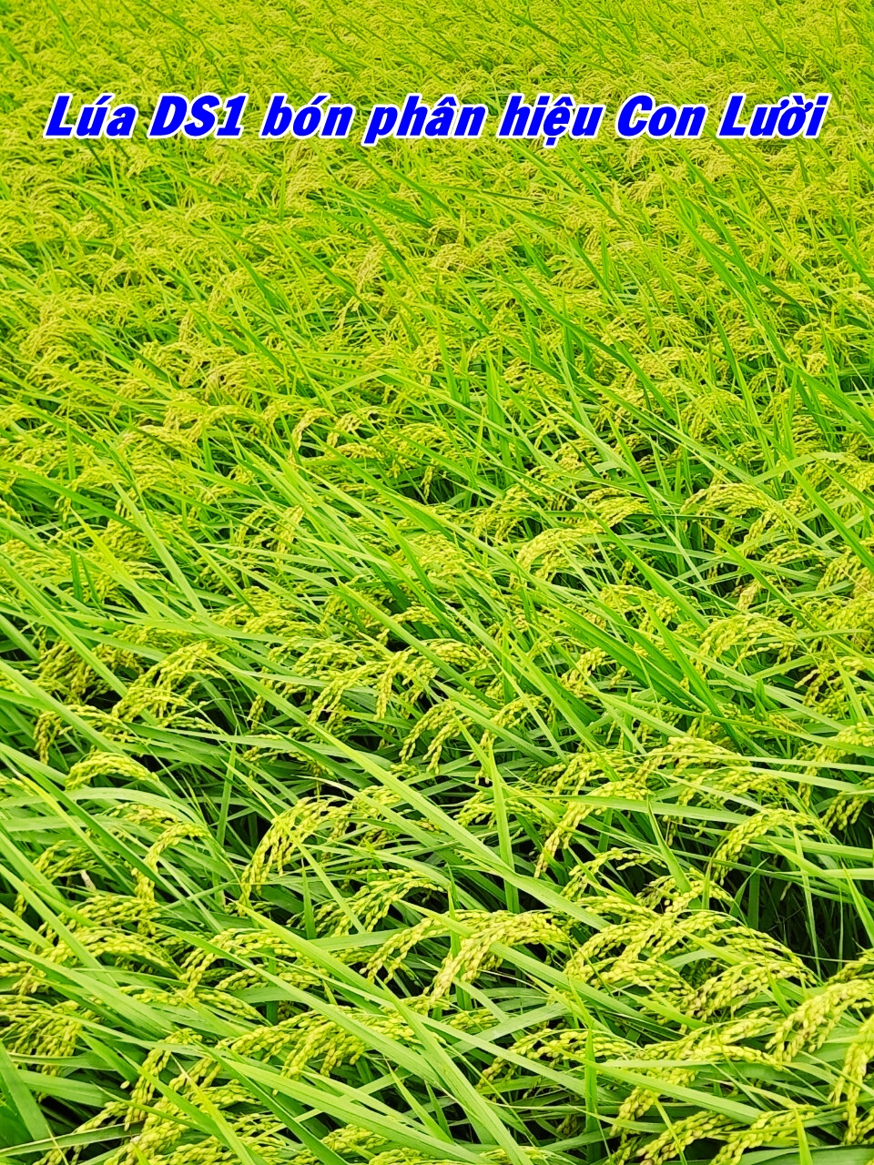 Phân bón hiệu Con Lười, lúa DS1