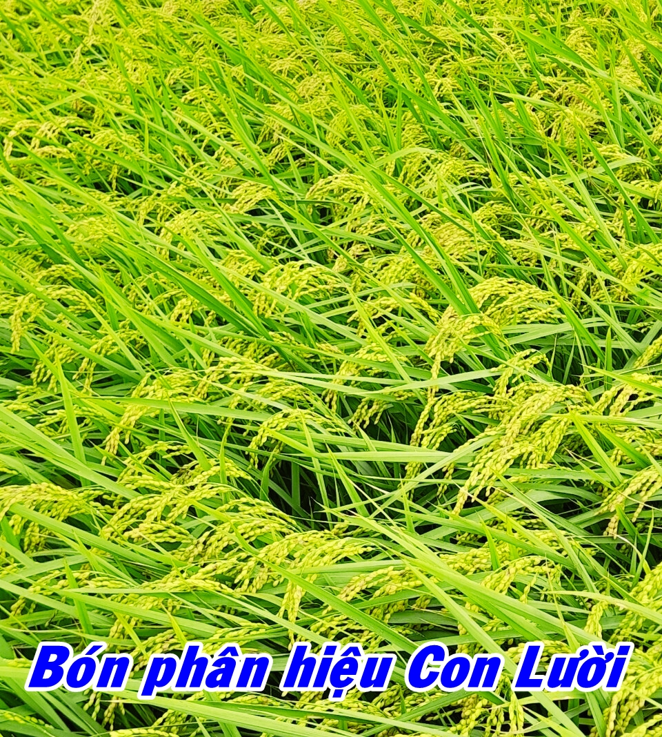 Lúa Ds1, phân bón hiệu Con Lười