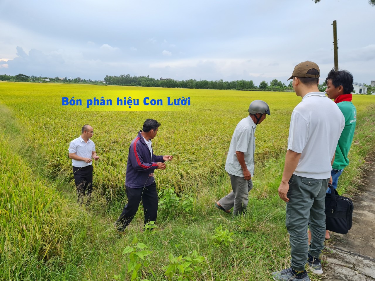 Phân bón hiệu Con Lười, lúa