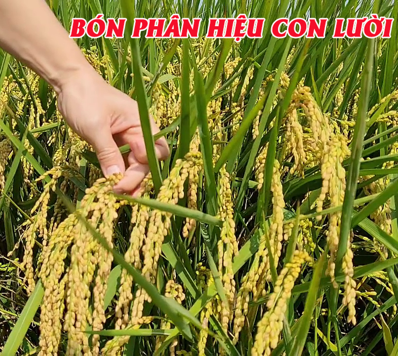 Phân bón hiệu Con Lười, lúa Ds1