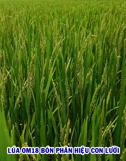 Phân bón hiệu Con Lười F35, cây lúa