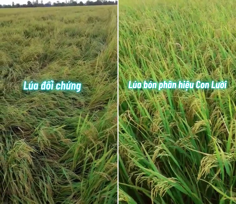 Phân bón hiệu Con Lười, khả năng chống đổ ngã