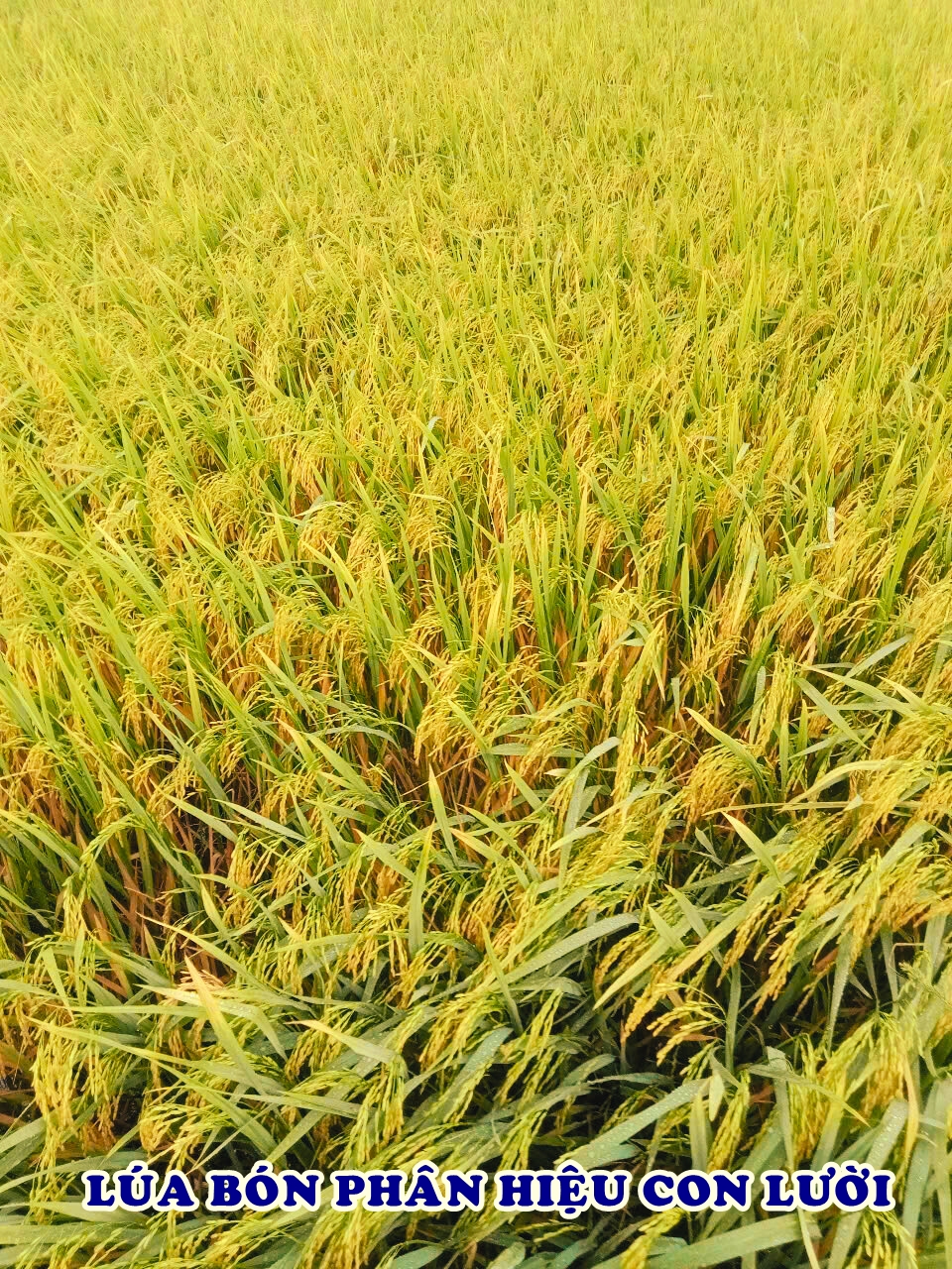 Phân bón hiệu Con Lười F35, lúa