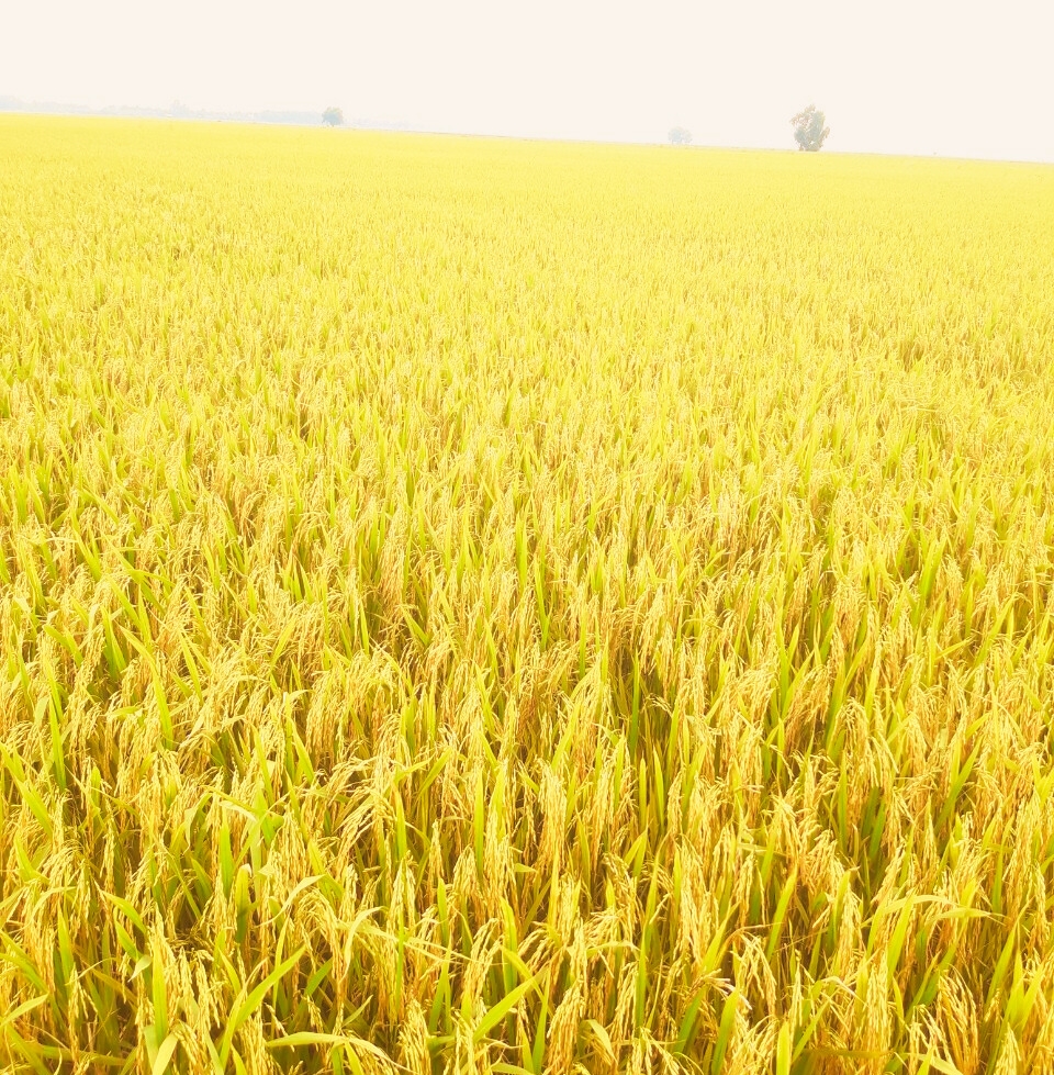 Lua Om18, phân bón hiệu Con Lười