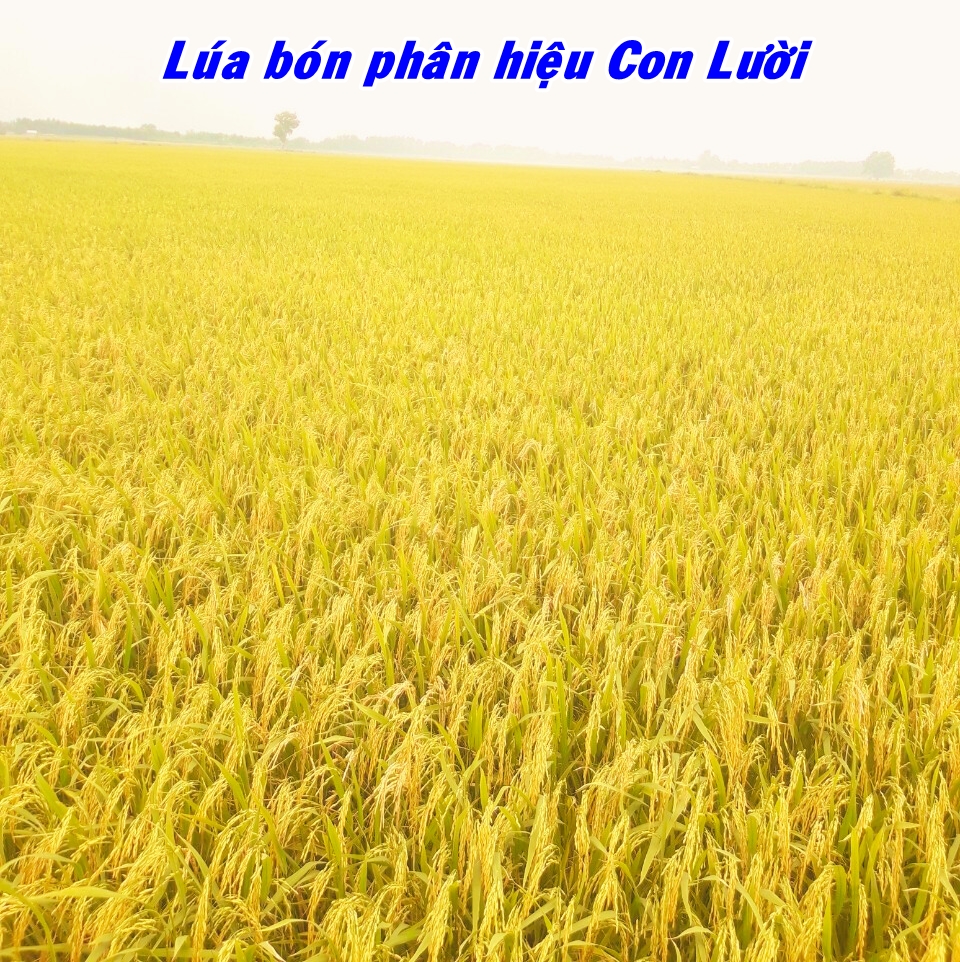 lua Om18, phân bón hiệu Con Lười