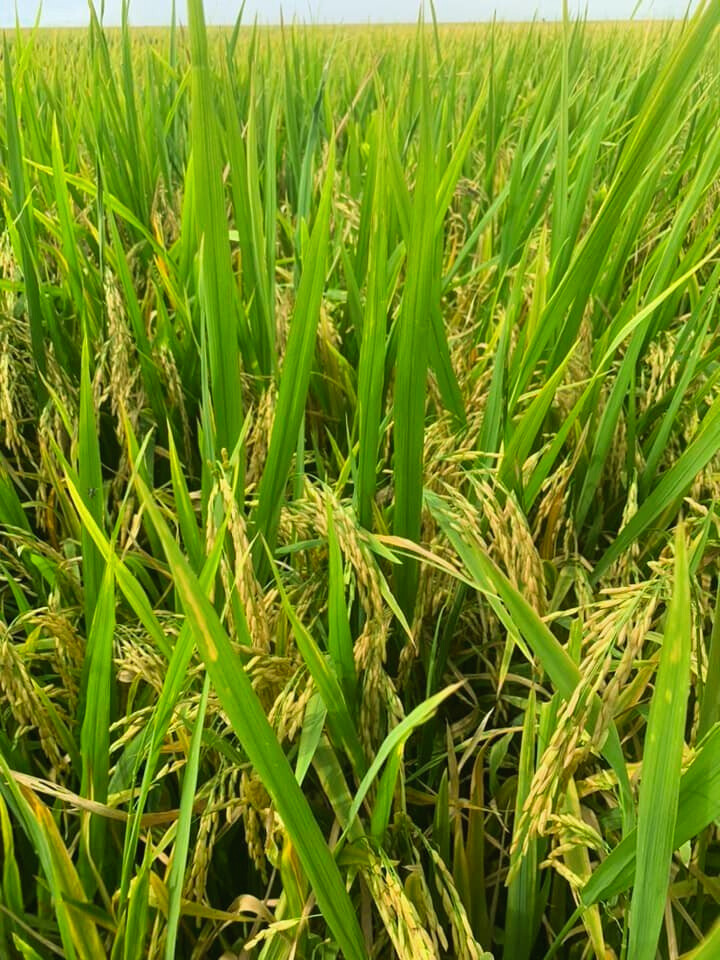 phân hiệu Con Lười, lúa OM18,