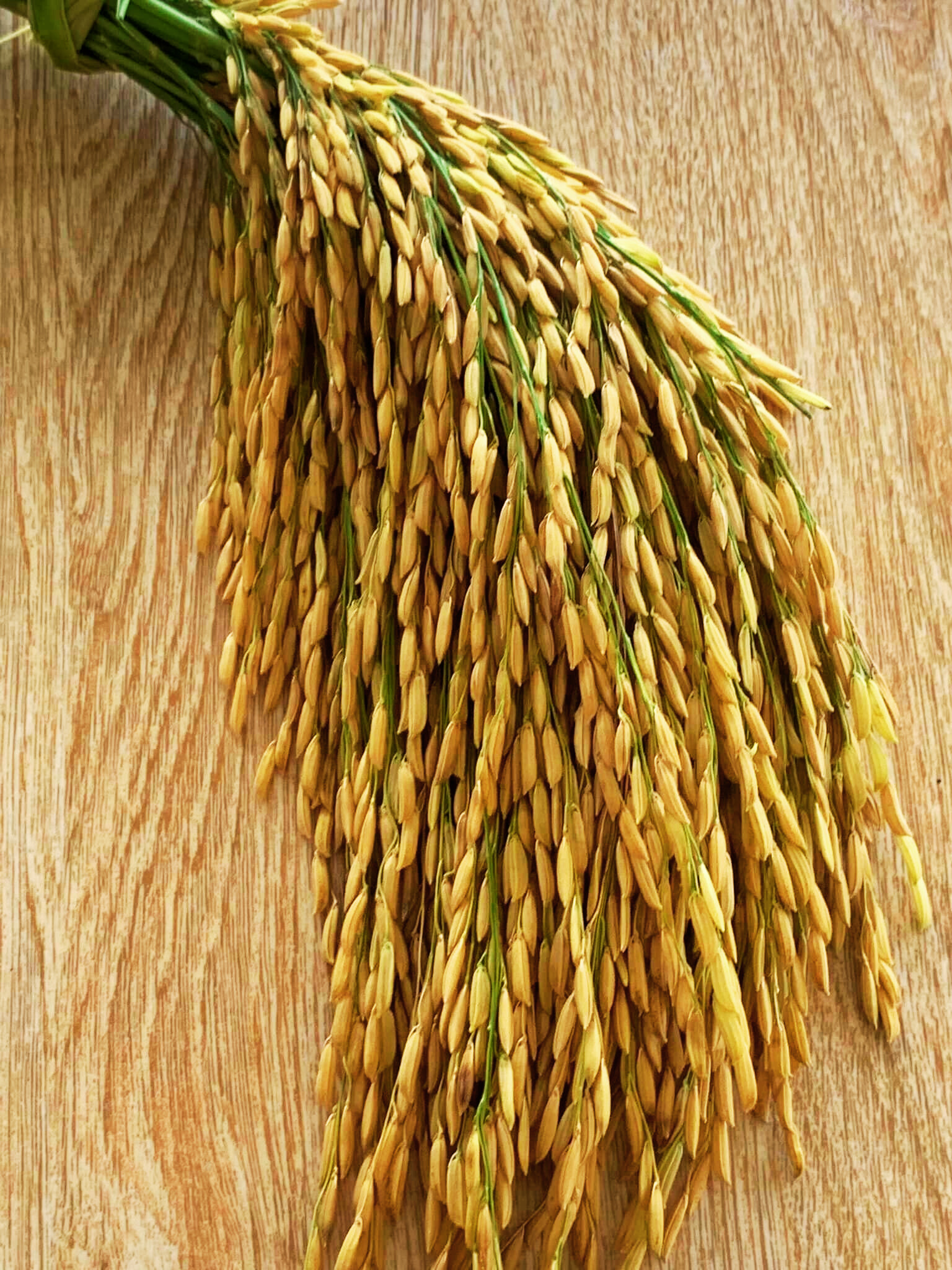 Lúa Om18, phân hiệu Con Lười,