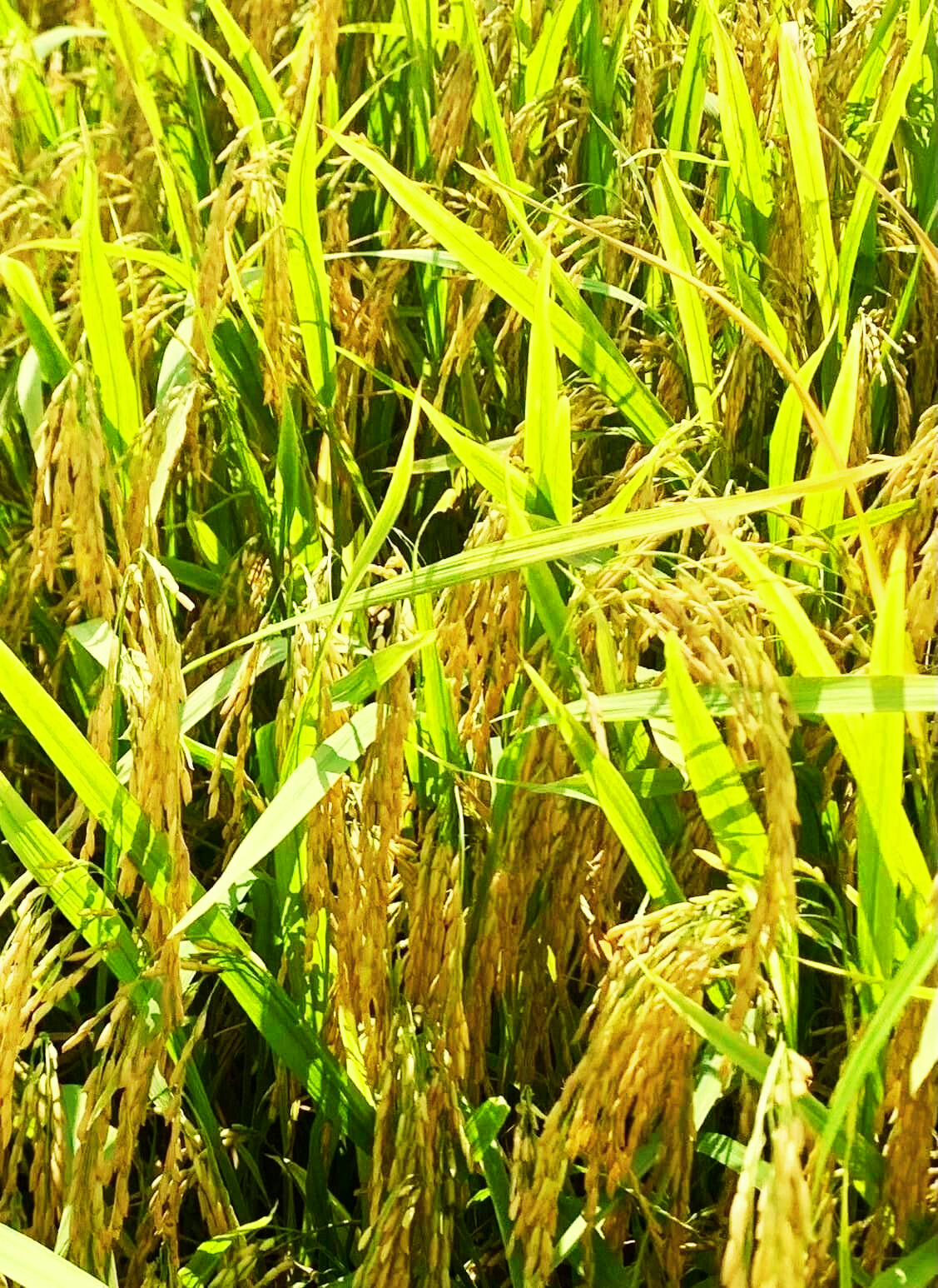 Lúa OM18, phân hiệu Con Lười,