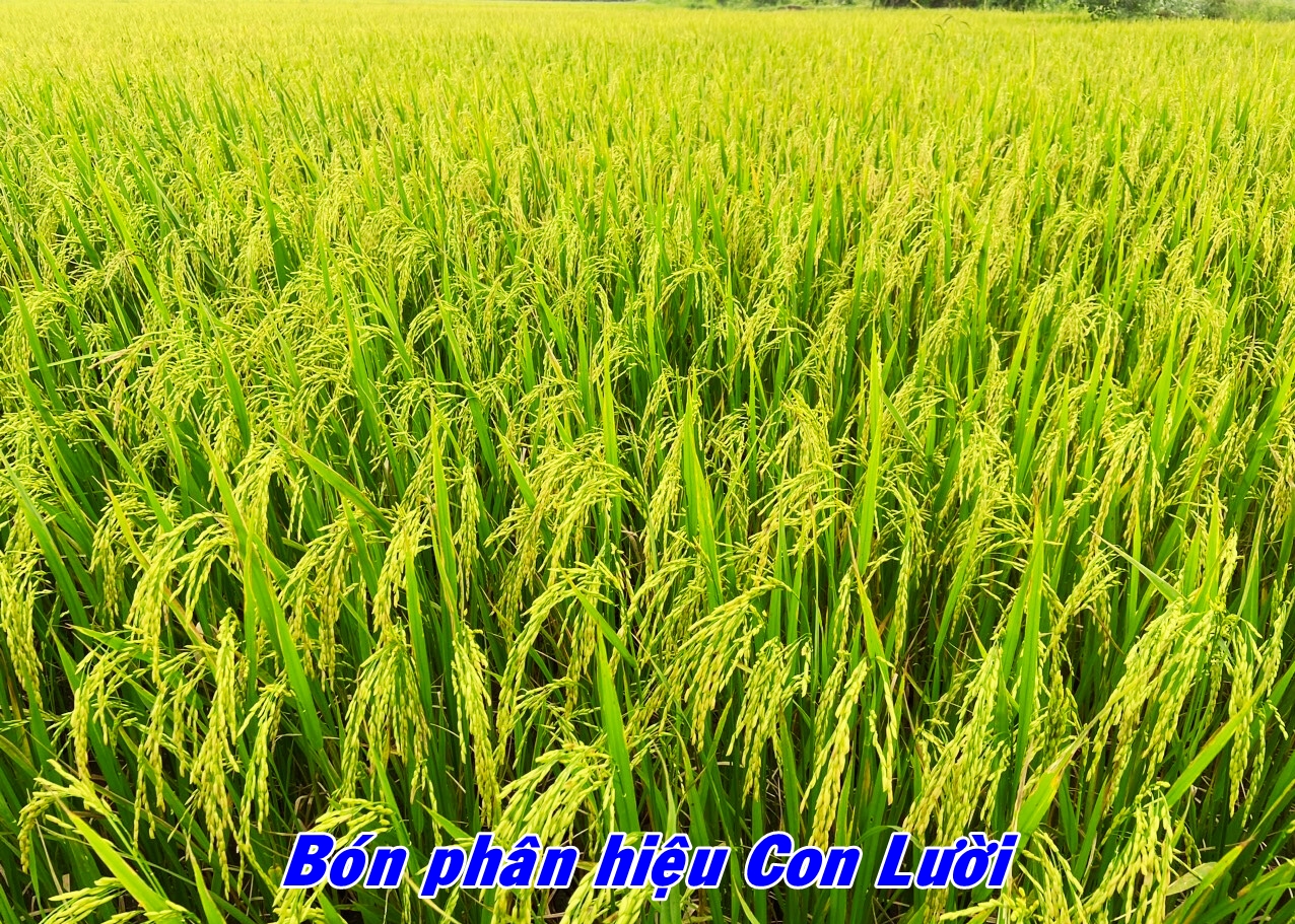 Phân bón hiệu Con lười, lúa Om18