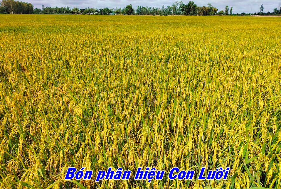 Phân bón hiệu Con Lười, lúa Om18