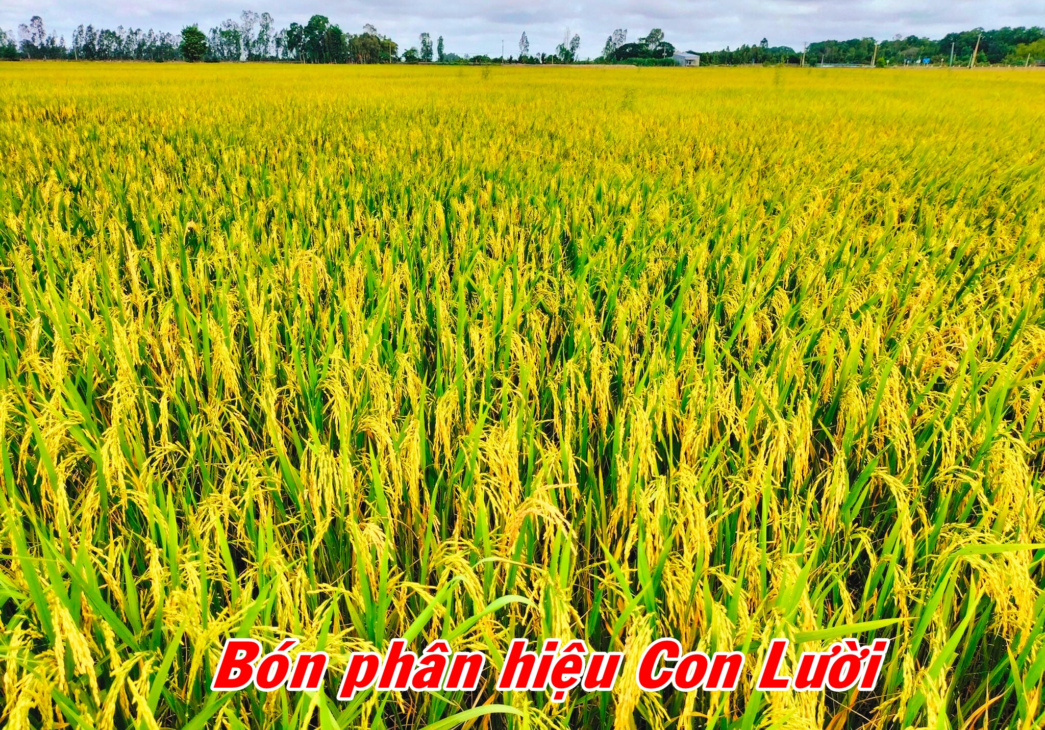 Phân bón hiệu Con lười, lúa Om18