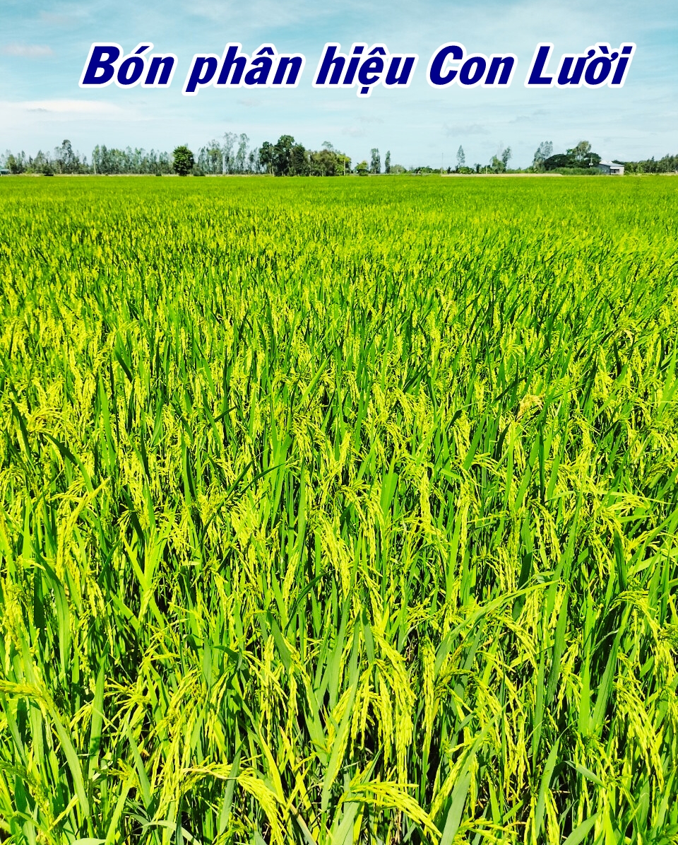 Phân bón hiệu Con Lười F22