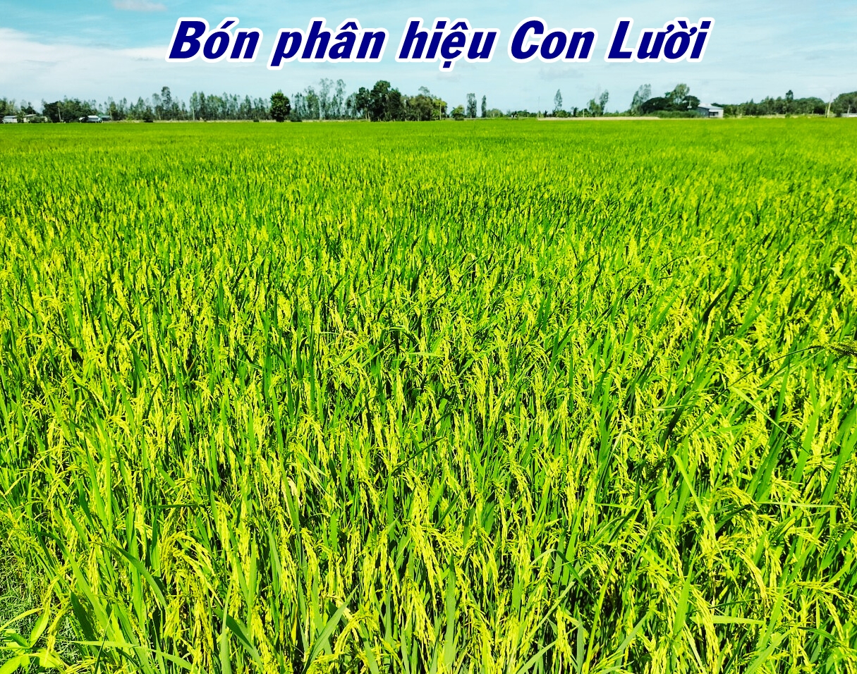 Phân bón hiệu Con lười F22