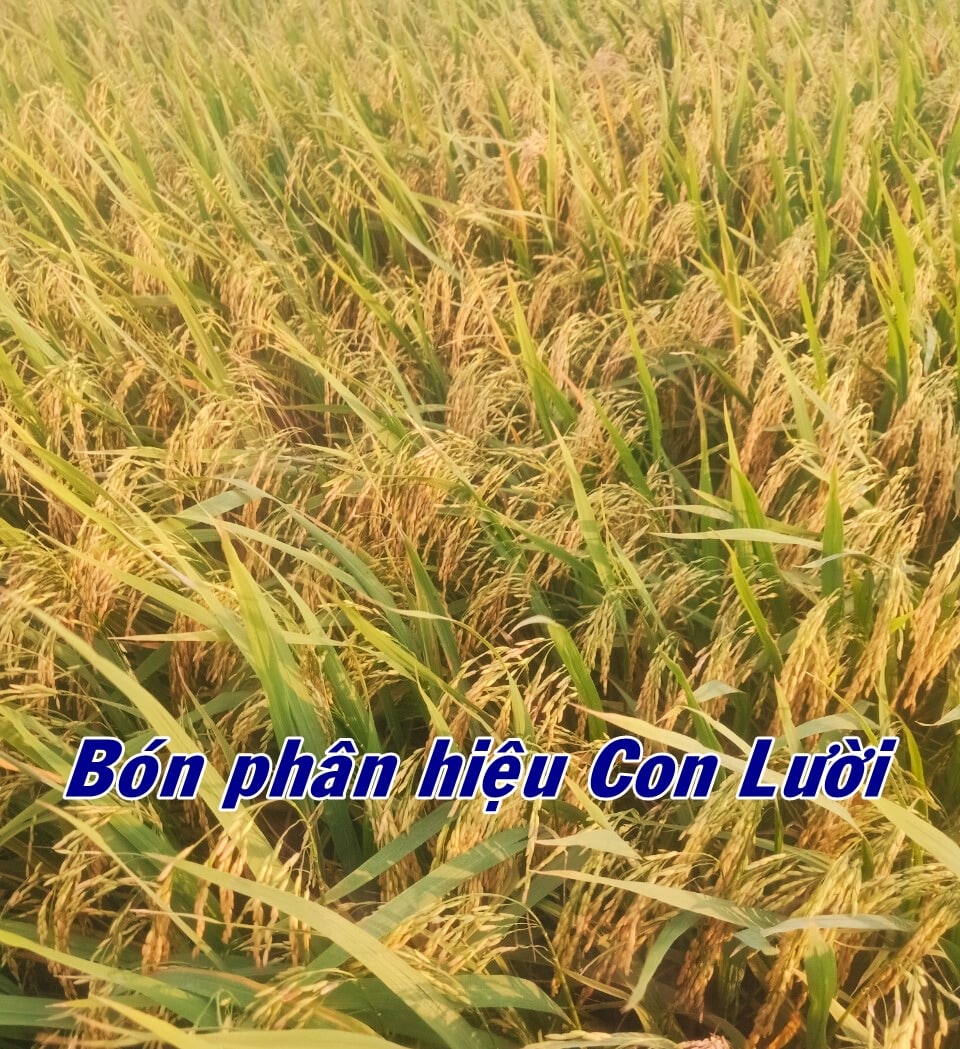 Lúa OM18, phân bón hiệu Con Lười, lúa