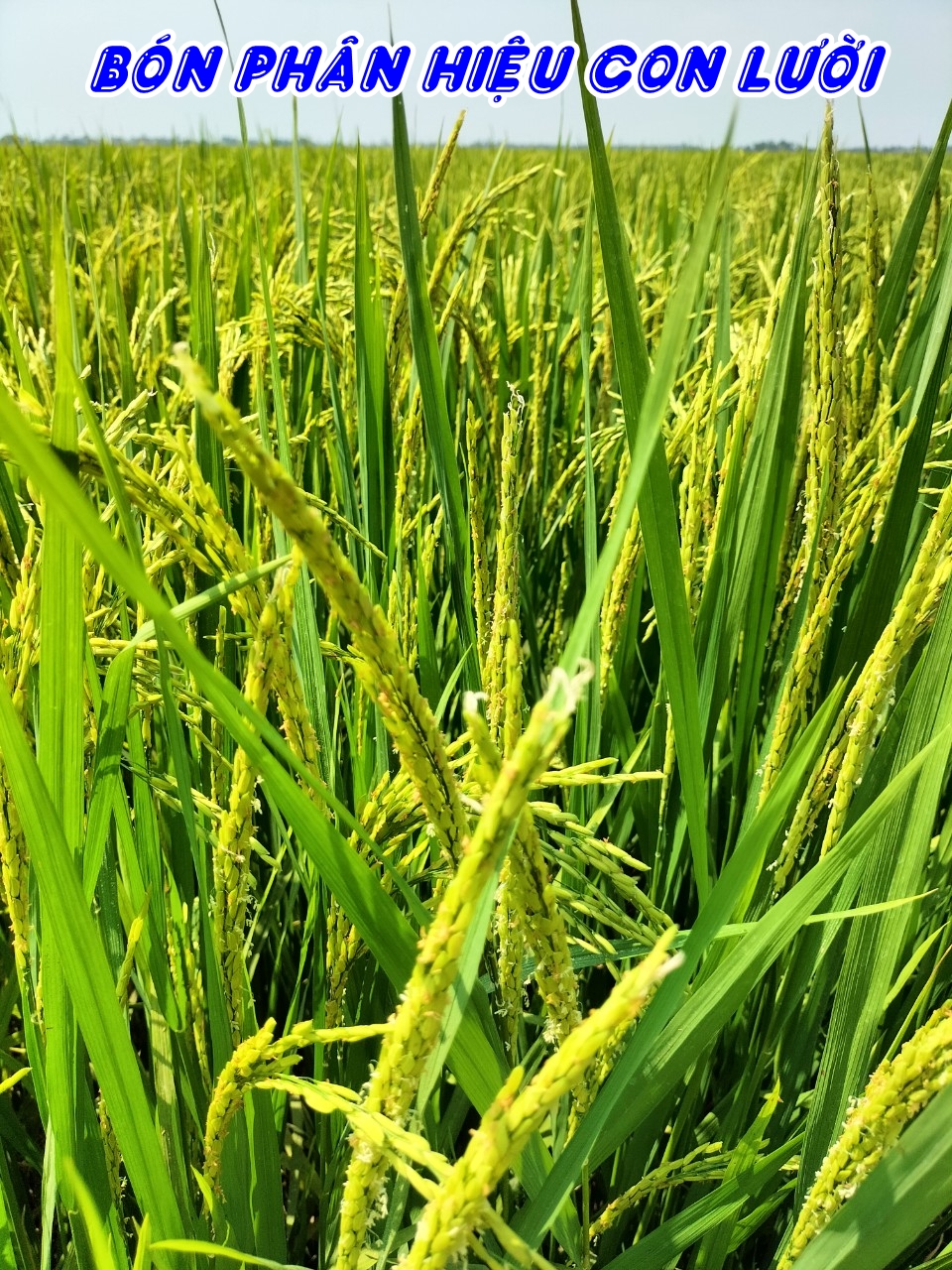 Lúa Om18, phân bón hiệu Con Lười F35