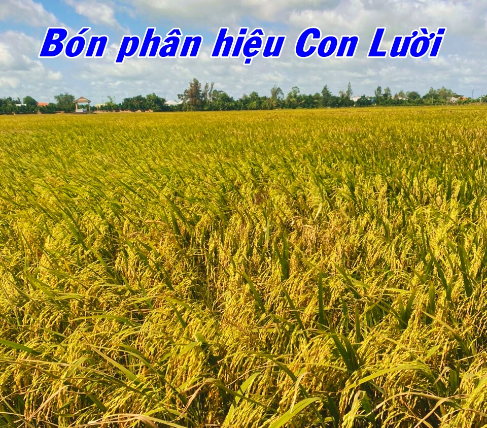 Phân bón hiệu Con Lười, lúa Om18