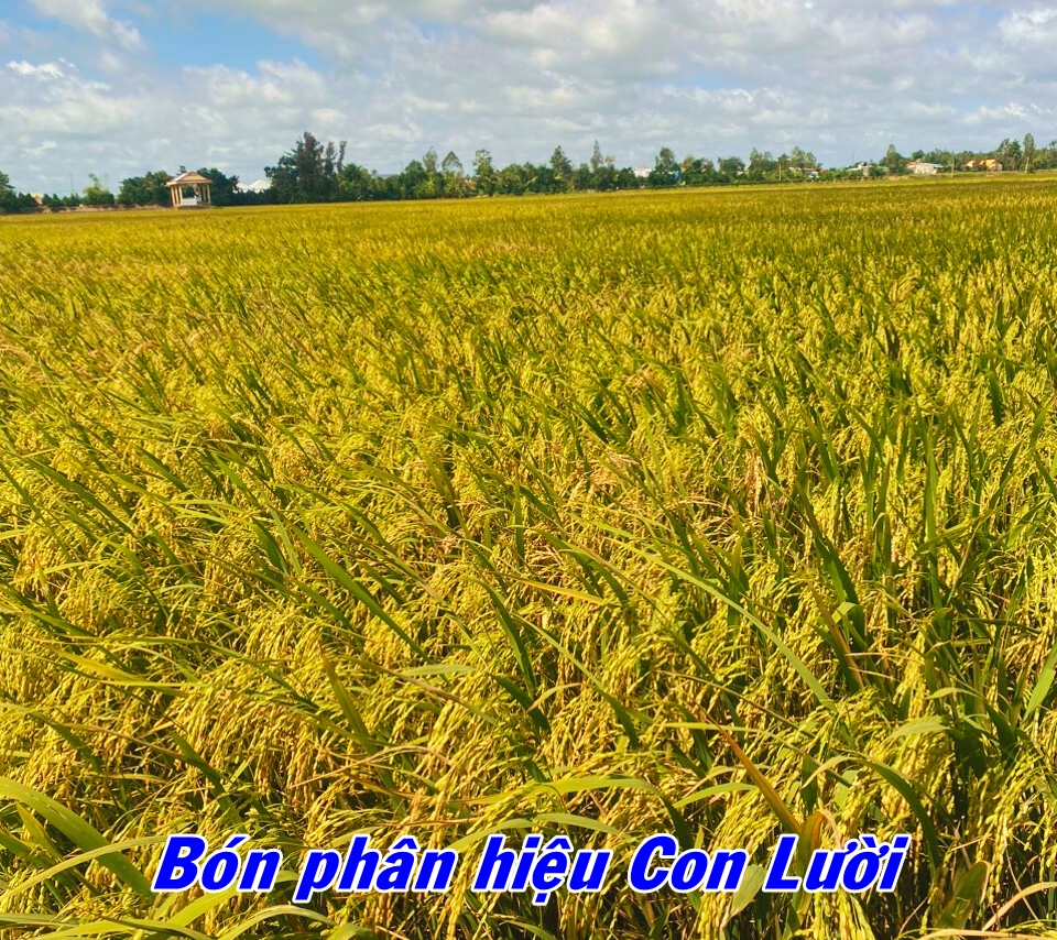 Phân bón hiệu Con Lười, Lúa Om18