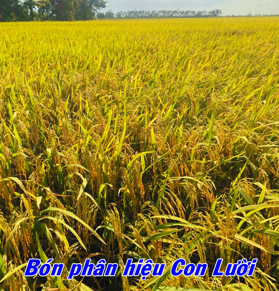 Phân bón hiệu Con Lười, lúa Om18