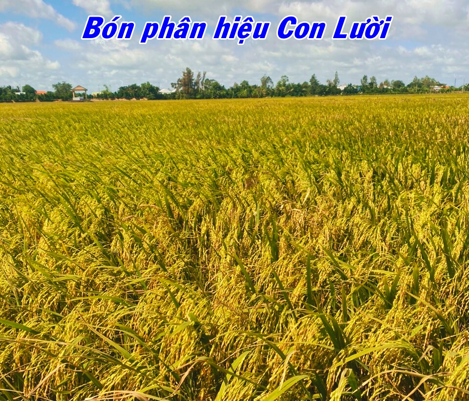 Lúa Om18, phân bón hiệu Con lười