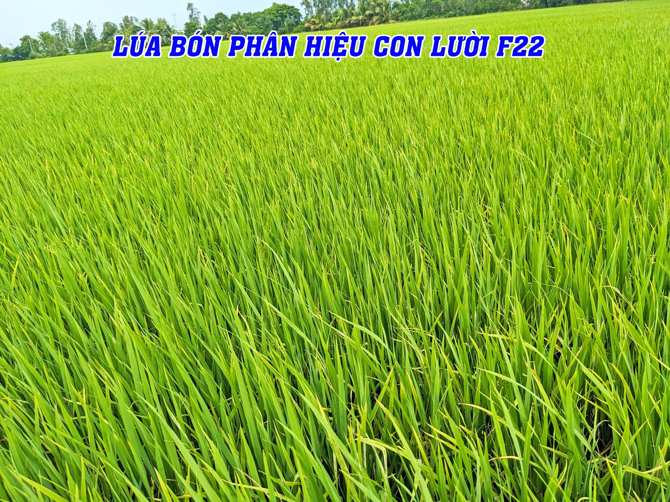 om18, phân con lười,