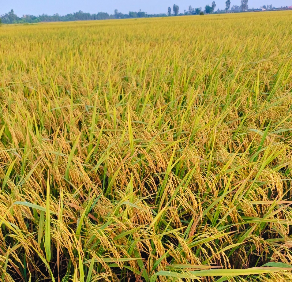 Phân bón hiệu Con lười, lúa Om18