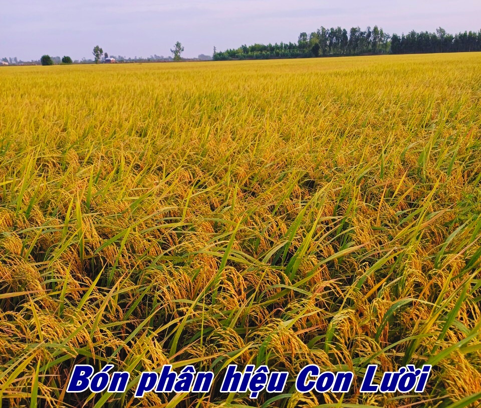 Phân bón hiệu Con Lười, lúa