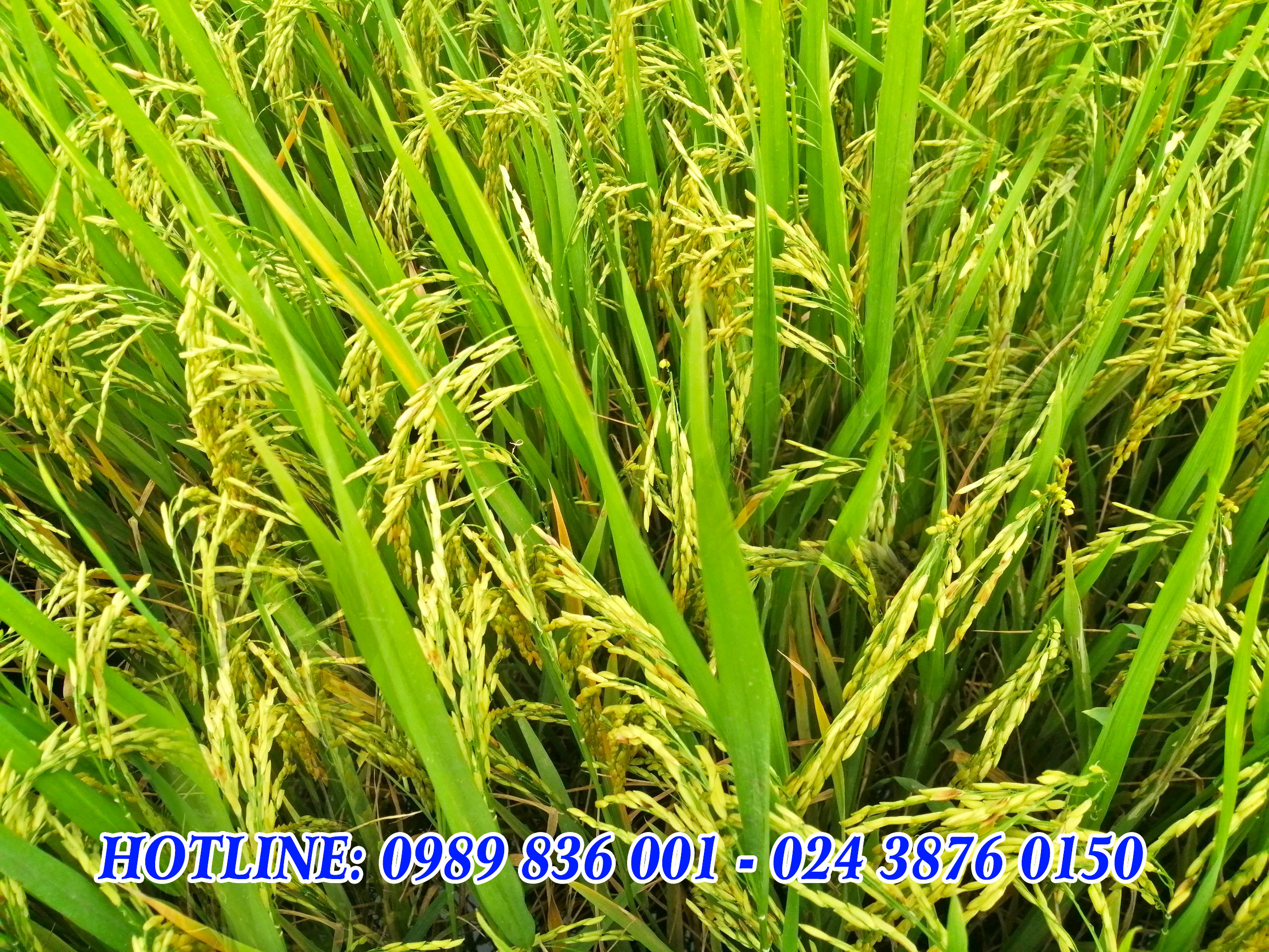 om18, bón phân con lười,