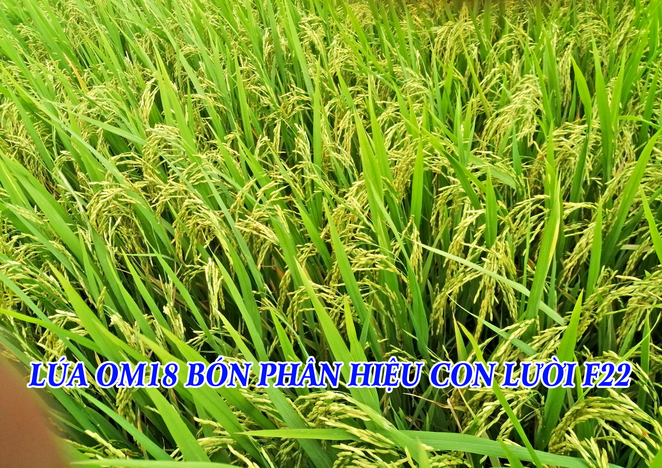 om18, bón phân hiệu con lười,