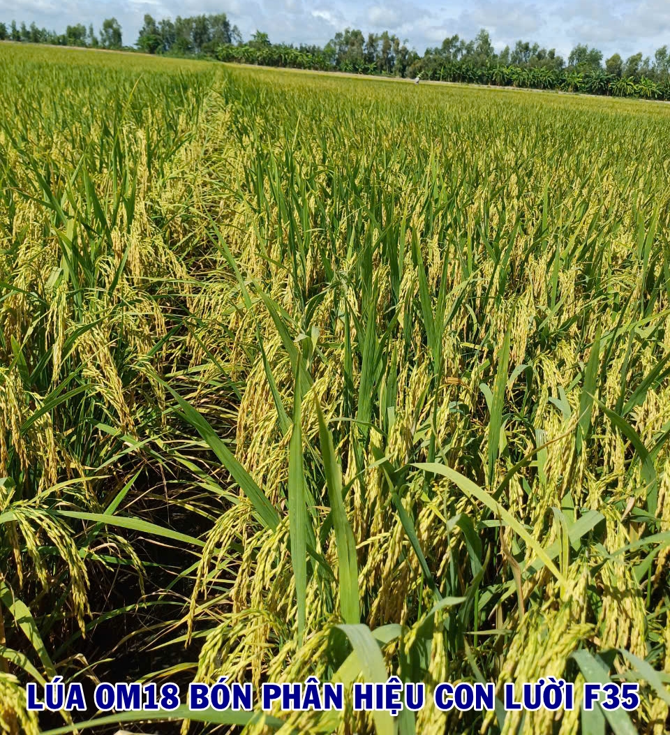 Phân bón hiệu Con lười F35, lúa OM18