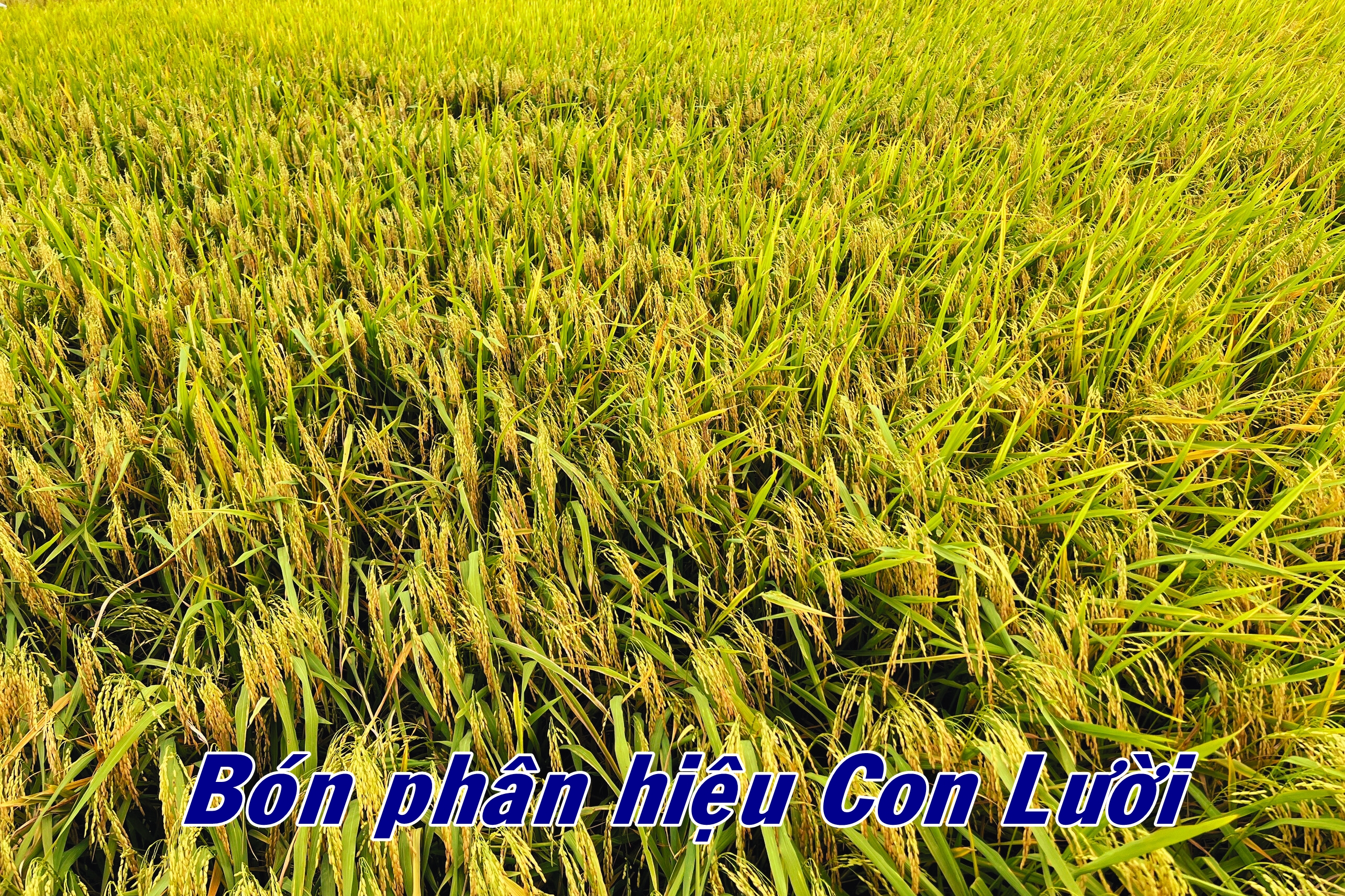 Phân bón hiệu Con Lười