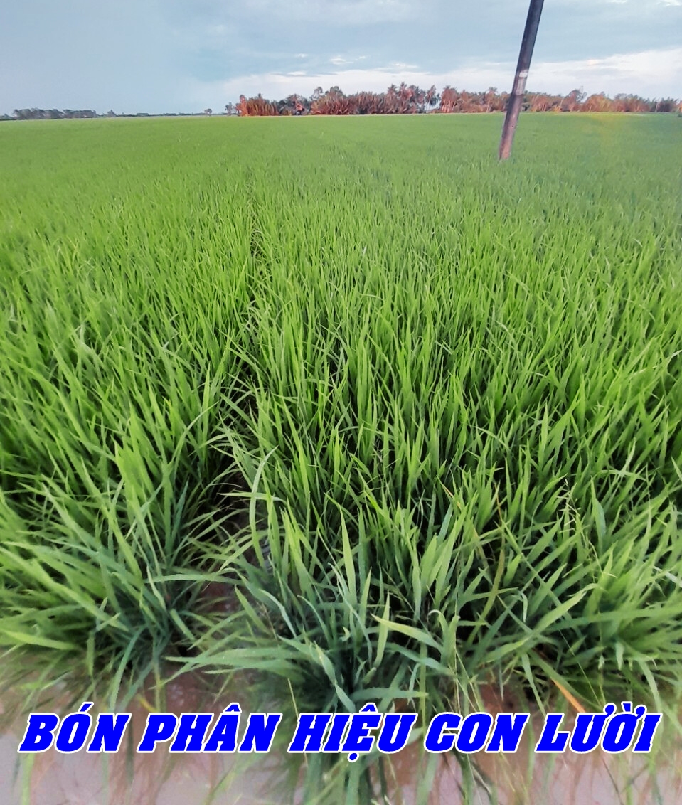 phân bón hiệu Con Lười F35, cây lúa