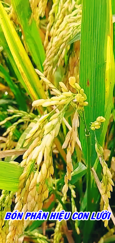 phân bón hiệu Con Lười