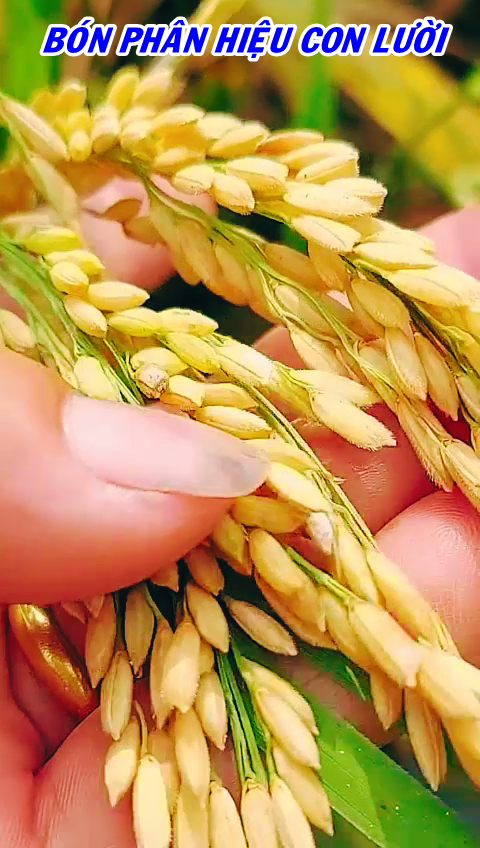 Phân bón hiệu Con lười