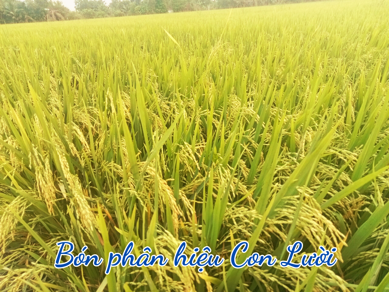 Phân bón hiệu Con Lười