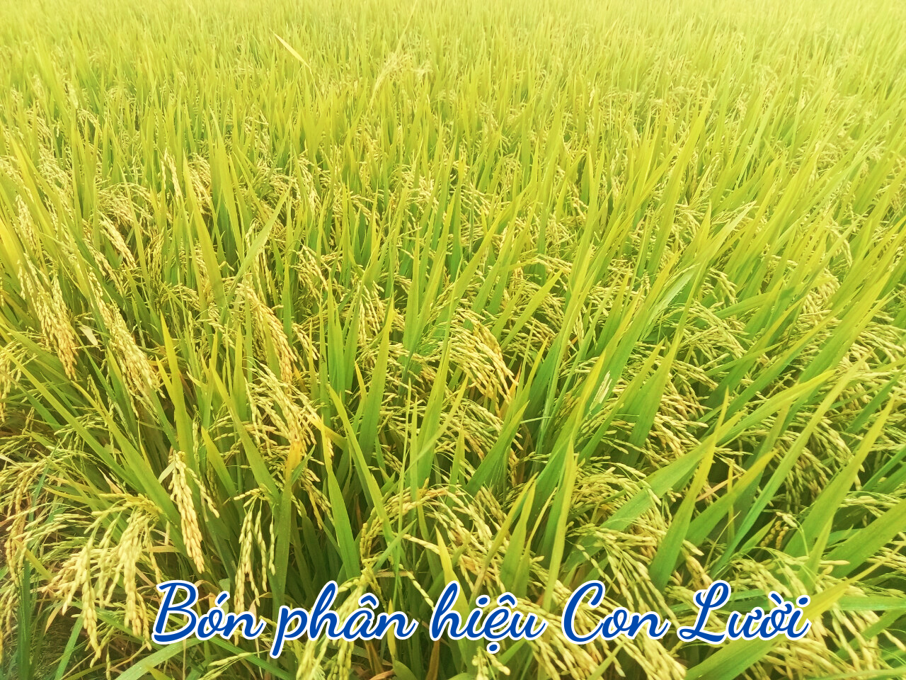 Phân bón hiệu Con Lười