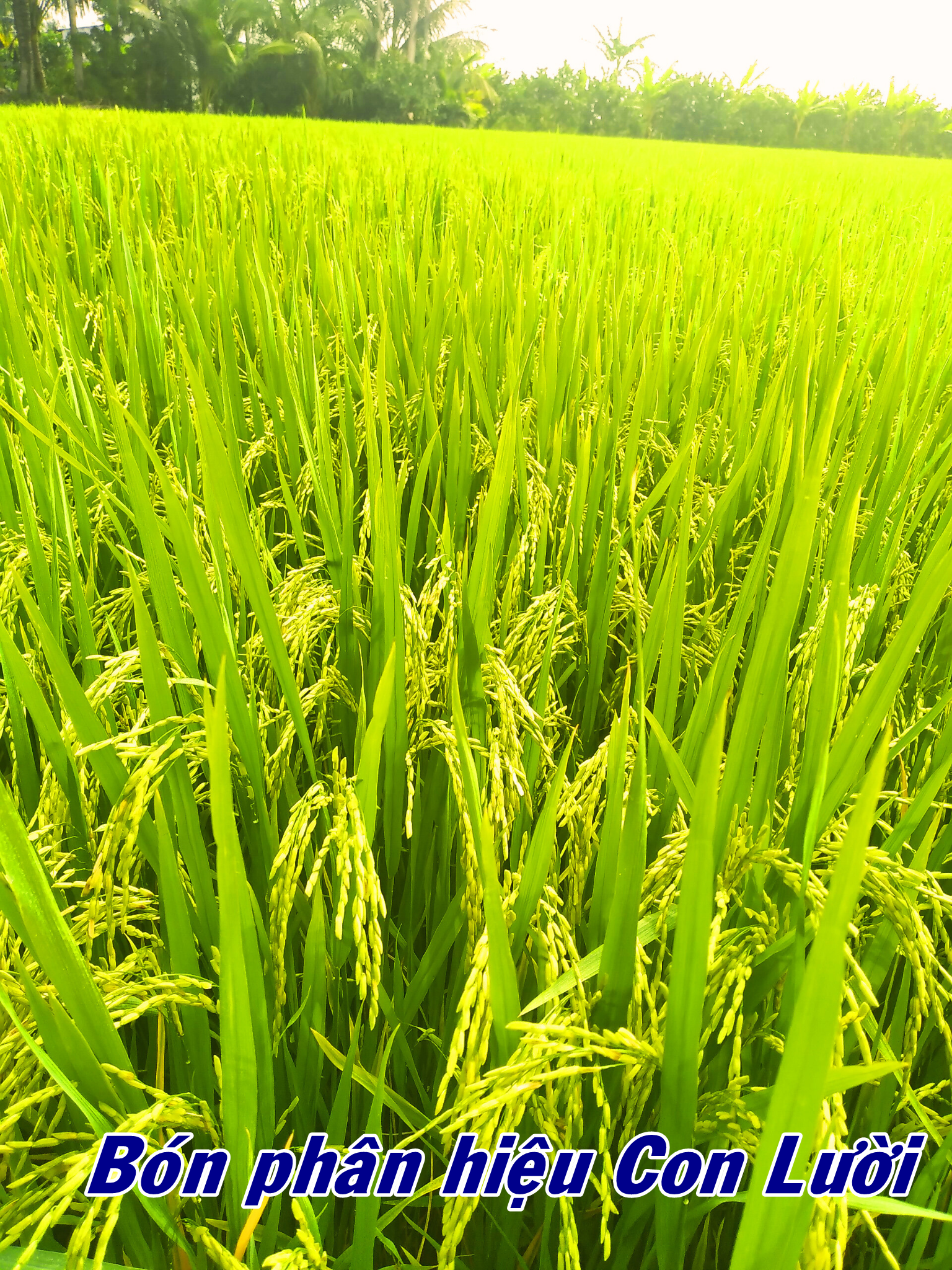 Phân bón hiệu Con Lười, lúa OM5451