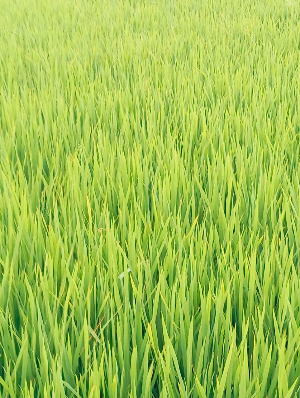 Lúa OM5451, Phân bón hiệu Con Lười F22