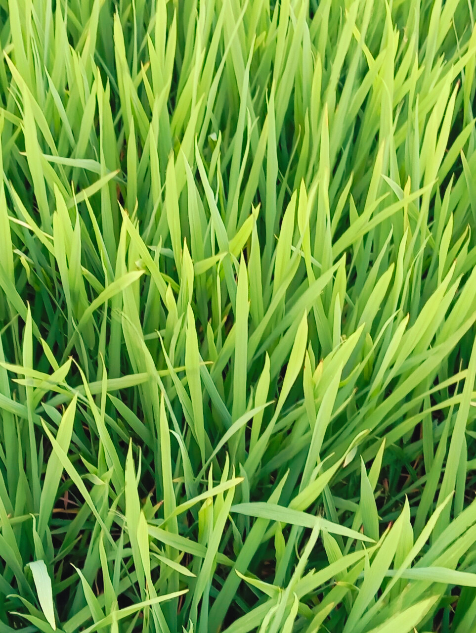 Phân bón hiệu Con Lười F22, lúa OM5451