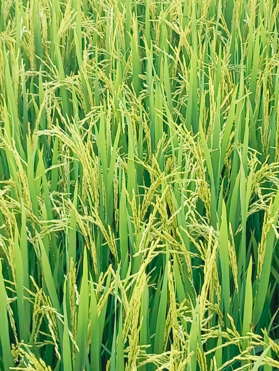 Phân bón hiệu con Lười, Lúa Om5451