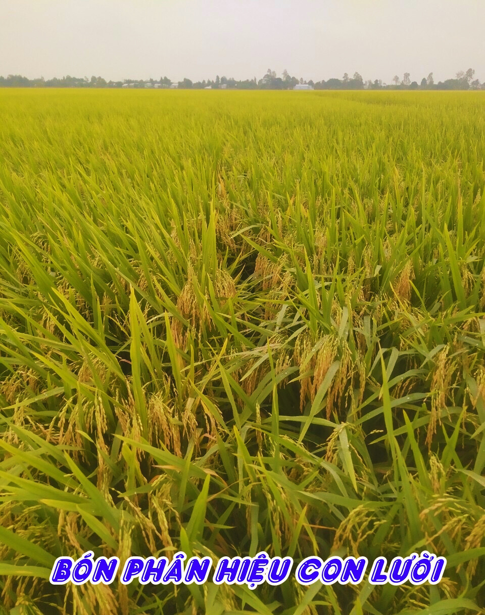 Phân bón hiệu Con Lười F35, lúa Om5451