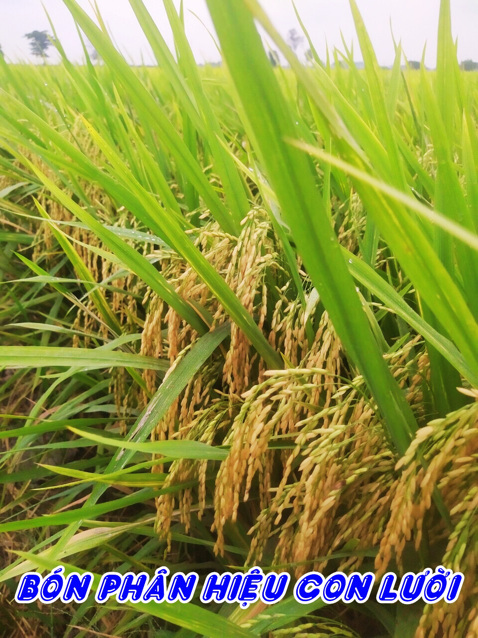 Phân bón hiệu Con Lười F35, lúa OM5451