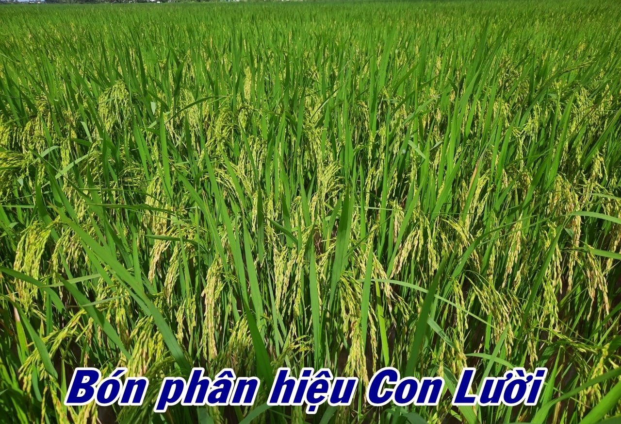 Phân bón hiệu Con Lười, lúa RVT