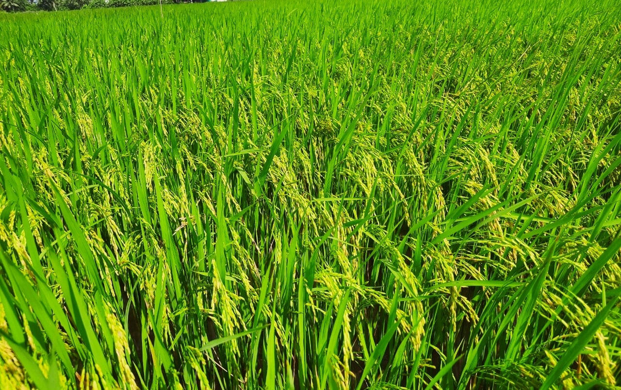 Phân bón hiệu Con Lười, lúa RVT